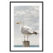 Wall Poster Seagull - water bird sitting on a pier with sea and cloudy sky in the background 117026 additionalThumb 17