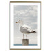 Wall Poster Seagull - water bird sitting on a pier with sea and cloudy sky in the background 117026 additionalThumb 16