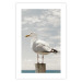 Wall Poster Seagull - water bird sitting on a pier with sea and cloudy sky in the background 117026 additionalThumb 19