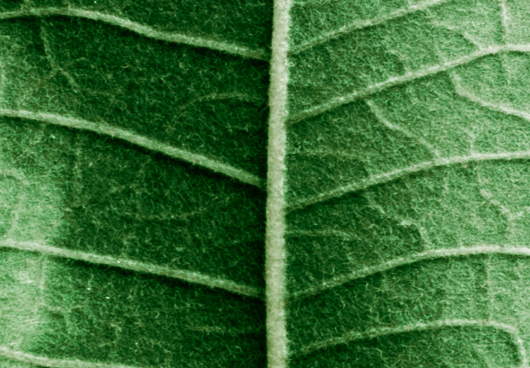 Wall Poster Malachite Leaf - green leaf with precise texture in close-up 126826 additionalImage 10