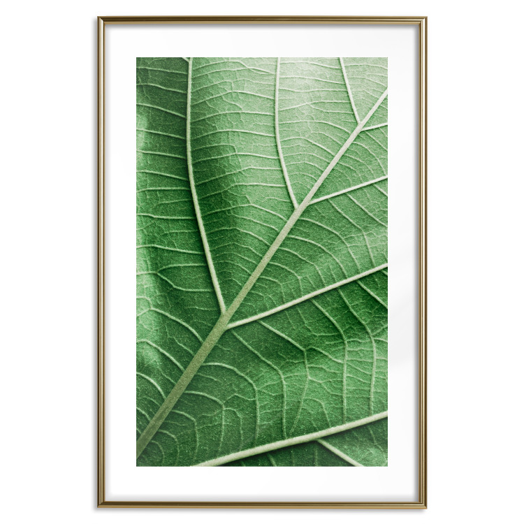 Wall Poster Malachite Leaf - green leaf with precise texture in close-up 126826 additionalImage 14