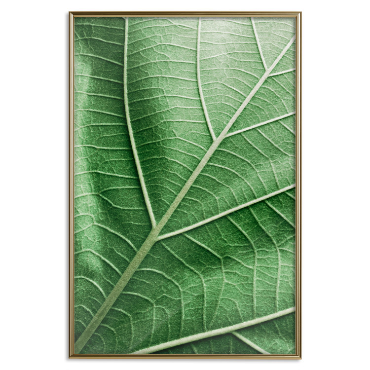 Wall Poster Malachite Leaf - green leaf with precise texture in close-up 126826 additionalImage 17