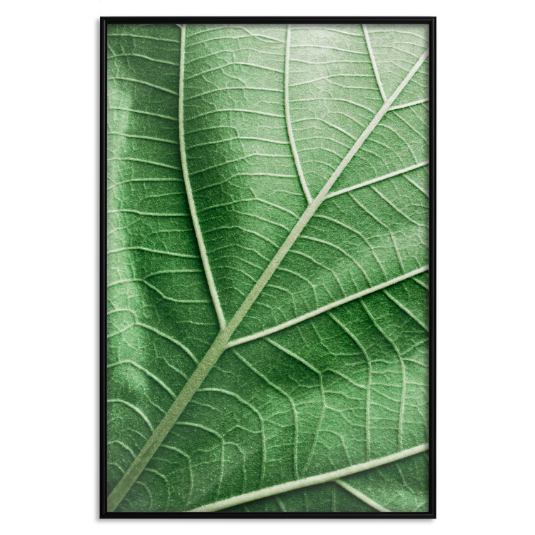 Wall Poster Malachite Leaf - green leaf with precise texture in close-up 126826 additionalImage 16