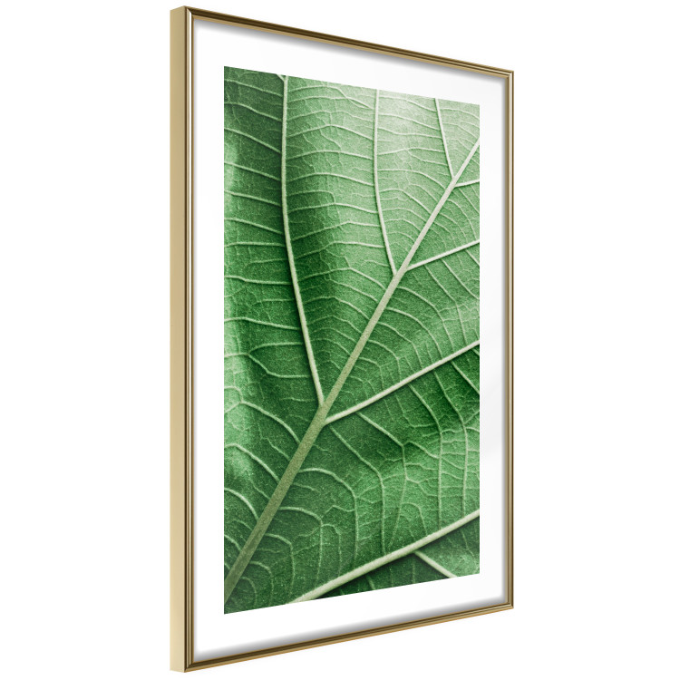 Wall Poster Malachite Leaf - green leaf with precise texture in close-up 126826 additionalImage 7