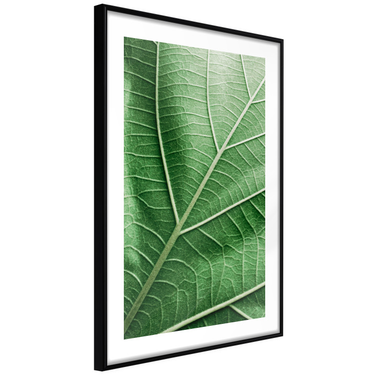 Wall Poster Malachite Leaf - green leaf with precise texture in close-up 126826 additionalImage 6