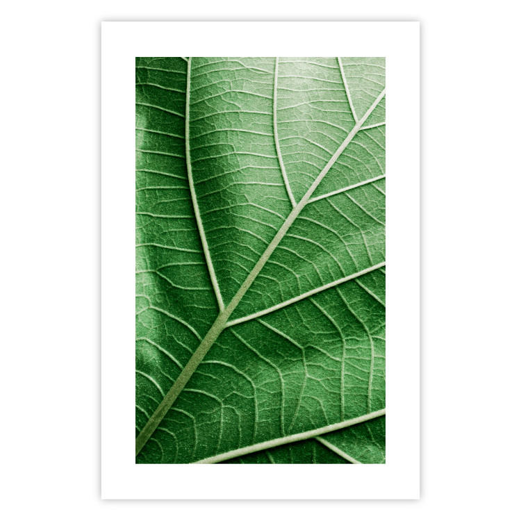 Wall Poster Malachite Leaf - green leaf with precise texture in close-up 126826 additionalImage 19