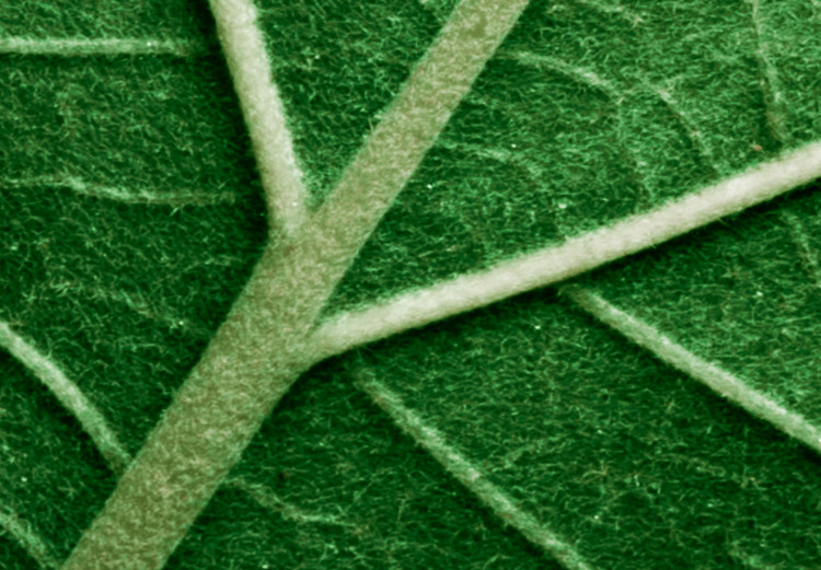 Wall Poster Malachite Leaf - green leaf with precise texture in close-up 126826 additionalImage 9