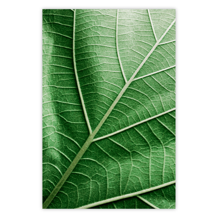 Wall Poster Malachite Leaf - green leaf with precise texture in close-up 126826