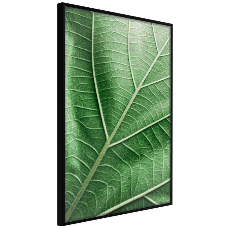 Wall Poster Malachite Leaf - green leaf with precise texture in close-up 126826 additionalImage 11