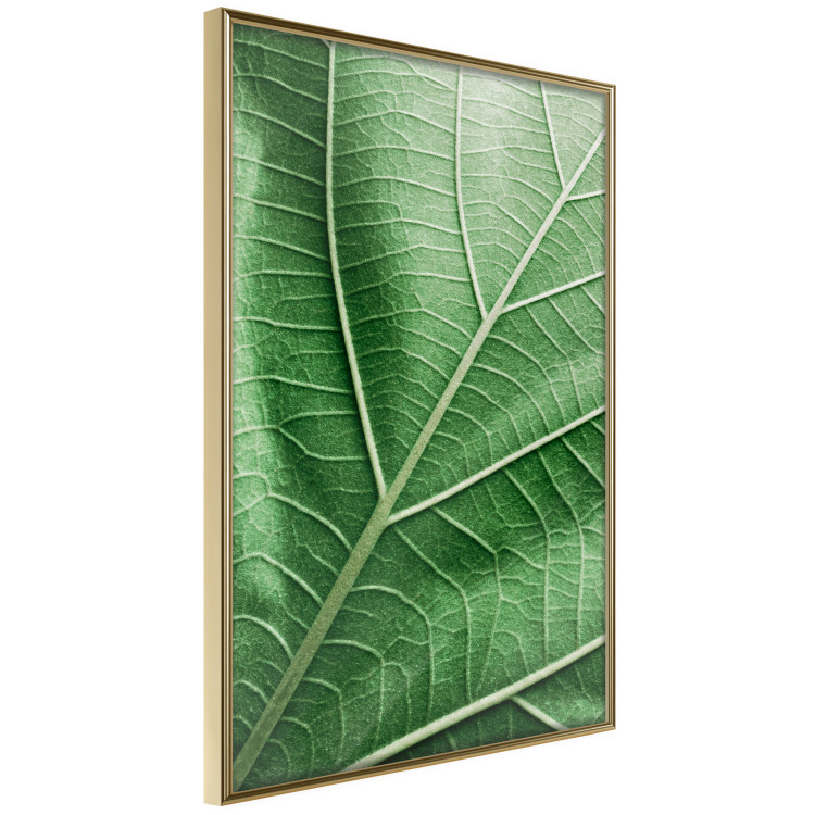 Wall Poster Malachite Leaf - green leaf with precise texture in close-up 126826 additionalImage 12