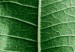 Wall Poster Malachite Leaf - green leaf with precise texture in close-up 126826 additionalThumb 10