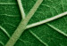 Wall Poster Malachite Leaf - green leaf with precise texture in close-up 126826 additionalThumb 9