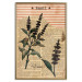 Wall Poster Basil Poetry - vintage composition with plants and black text in background 129426 additionalThumb 17