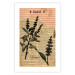 Wall Poster Basil Poetry - vintage composition with plants and black text in background 129426 additionalThumb 25