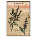 Wall Poster Basil Poetry - vintage composition with plants and black text in background 129426 additionalThumb 16