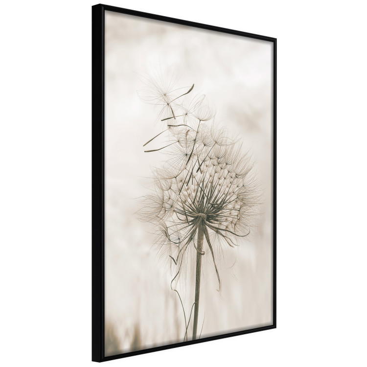 Poster Gentle Breeze - composition with a delicate light dandelion flower 135826 additionalImage 3