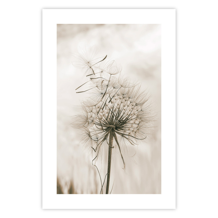 Poster Gentle Breeze - composition with a delicate light dandelion flower 135826 additionalImage 25
