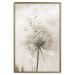 Poster Gentle Breeze - composition with a delicate light dandelion flower 135826 additionalThumb 15