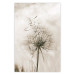 Poster Gentle Breeze - composition with a delicate light dandelion flower 135826