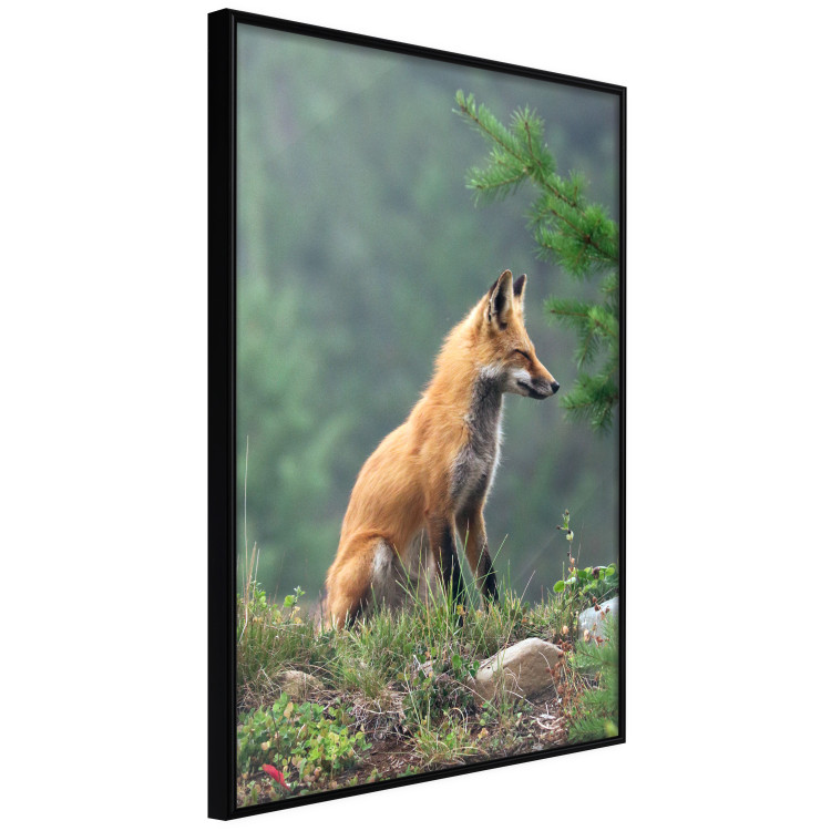 Wall Poster Red Hunter - majestic wild animal amidst forest on a blurred background 138726 additionalImage 9