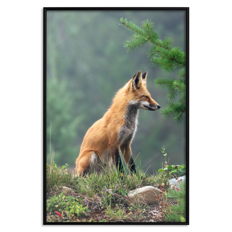 Wall Poster Red Hunter - majestic wild animal amidst forest on a blurred background 138726 additionalImage 18