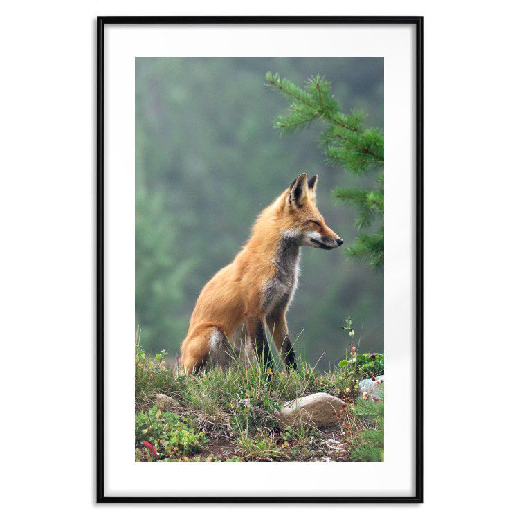 Wall Poster Red Hunter - majestic wild animal amidst forest on a blurred background 138726 additionalImage 15