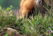 Wall Poster Red Hunter - majestic wild animal amidst forest on a blurred background 138726 additionalThumb 11