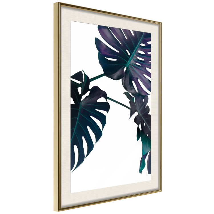 Poster Evergreen - composition with dark tropical leaves on a white background 115136 additionalImage 9