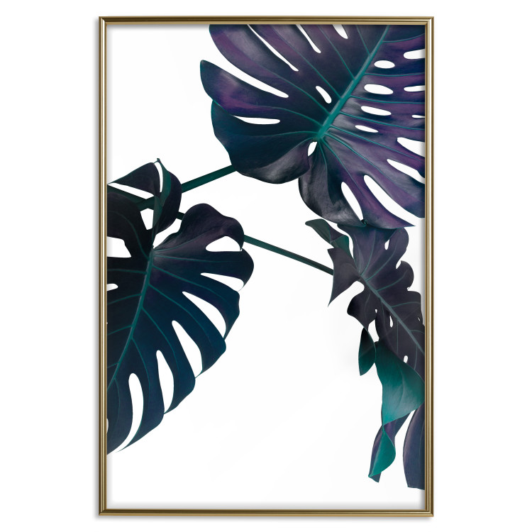 Poster Evergreen - composition with dark tropical leaves on a white background 115136 additionalImage 20