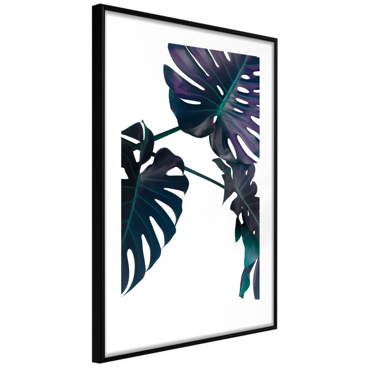Poster Evergreen - composition with dark tropical leaves on a white background 115136 additionalImage 12