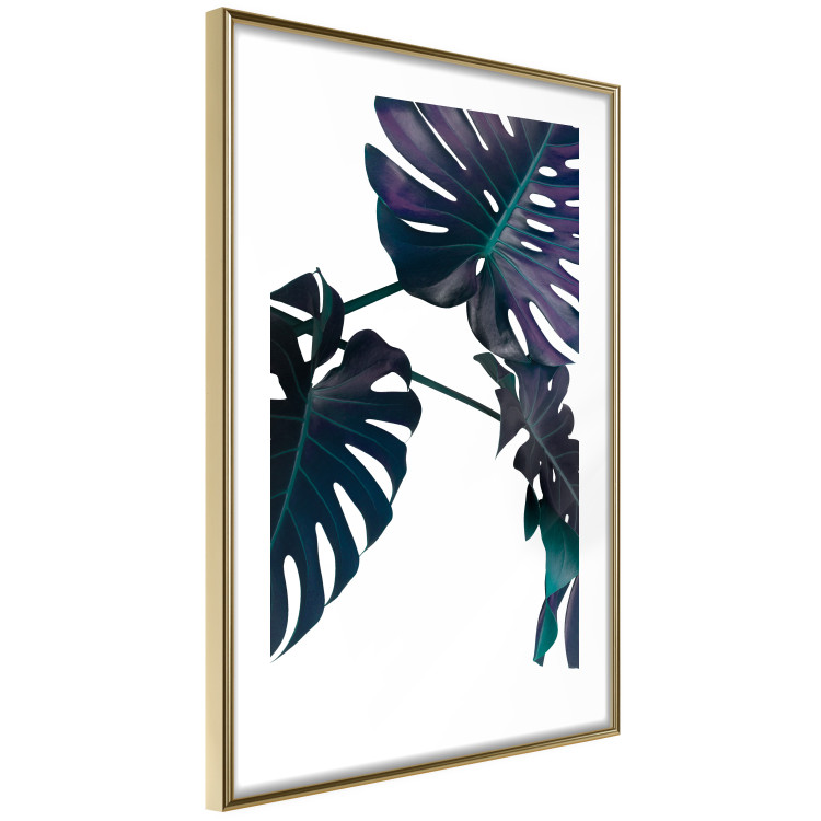 Poster Evergreen - composition with dark tropical leaves on a white background 115136 additionalImage 10