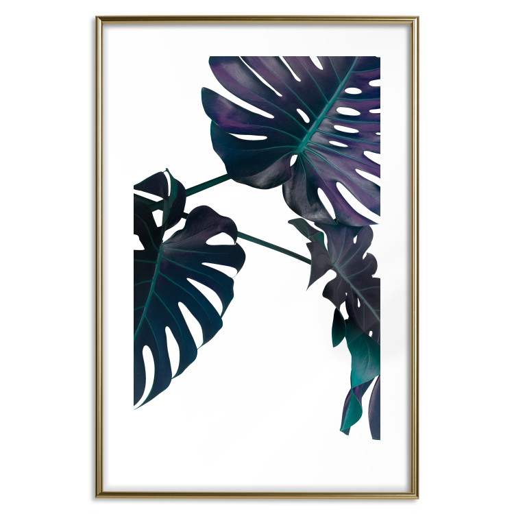 Poster Evergreen - composition with dark tropical leaves on a white background 115136 additionalImage 14
