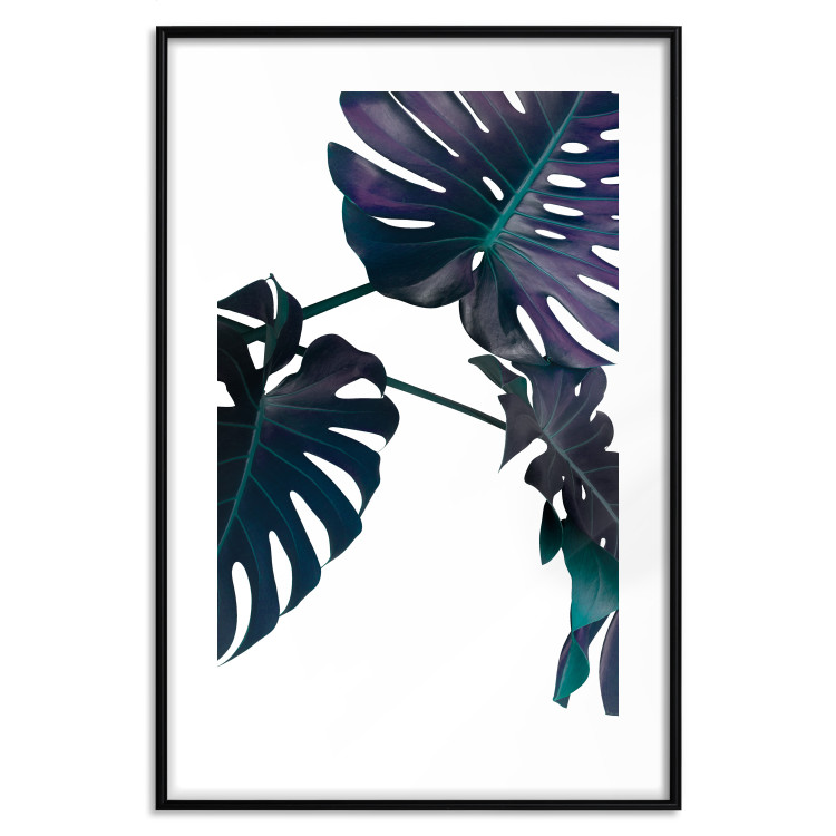 Poster Evergreen - composition with dark tropical leaves on a white background 115136 additionalImage 15