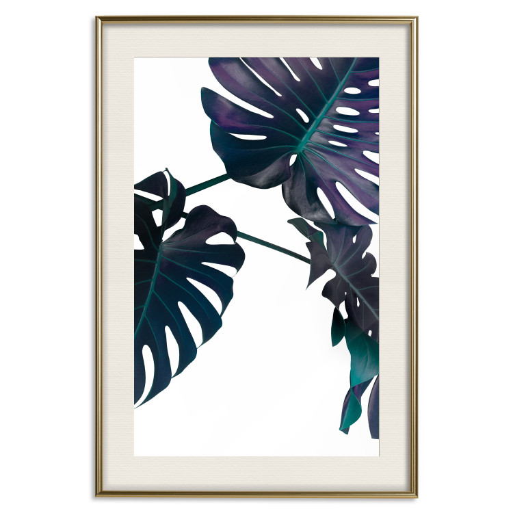 Poster Evergreen - composition with dark tropical leaves on a white background 115136 additionalImage 19