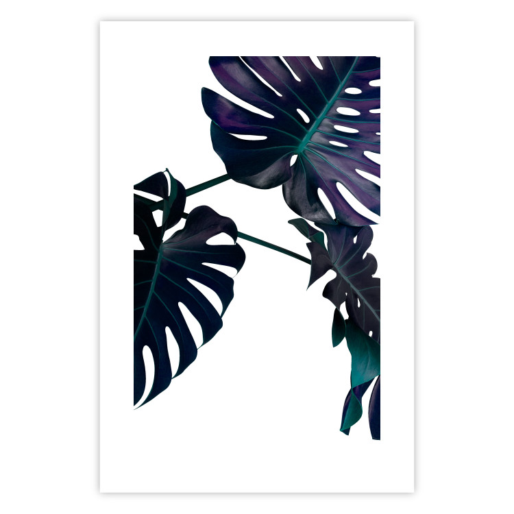Poster Evergreen - composition with dark tropical leaves on a white background 115136 additionalImage 19