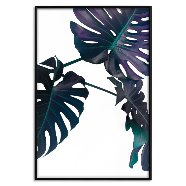 Poster Evergreen - composition with dark tropical leaves on a white background 115136 additionalImage 18