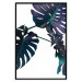 Poster Evergreen - composition with dark tropical leaves on a white background 115136 additionalThumb 24