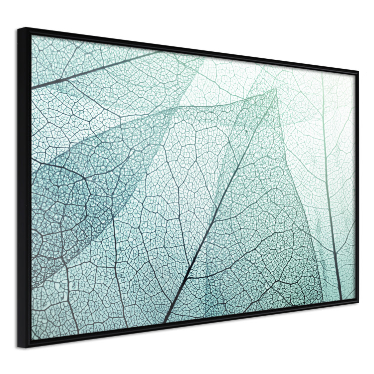 Wall Poster Macro Flora - abstract translucent turquoise leaf 129836 additionalImage 13