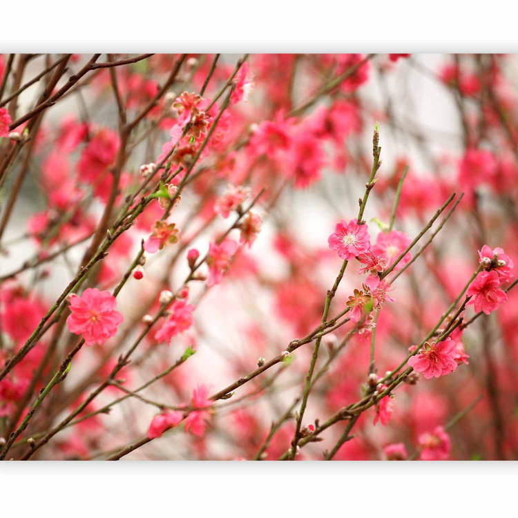 Photo Wallpaper Blooming Nature - Delicate Pink Flowers on a Blurred Plant Background 60436 additionalImage 5