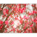 Photo Wallpaper Blooming Nature - Delicate Pink Flowers on a Blurred Plant Background 60436 additionalThumb 5