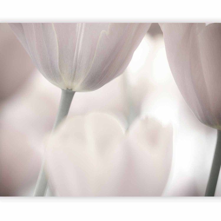 Photo Wallpaper Black and White Tulips - Delicate Macro Shot of Flowers with a Blurred Background 60636 additionalImage 1