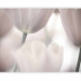 Photo Wallpaper Black and White Tulips - Delicate Macro Shot of Flowers with a Blurred Background 60636 additionalThumb 1