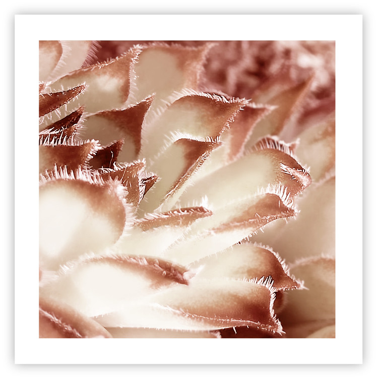 Wall Poster Gentle Touch - floral motif of flowers with a light red texture 122646 additionalImage 19