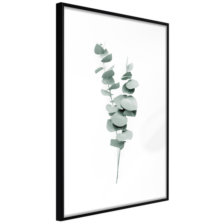 Wall Poster Eucalyptus Twigs - Minimalist Green Plant Leaves Isolated on White 146146 additionalImage 4