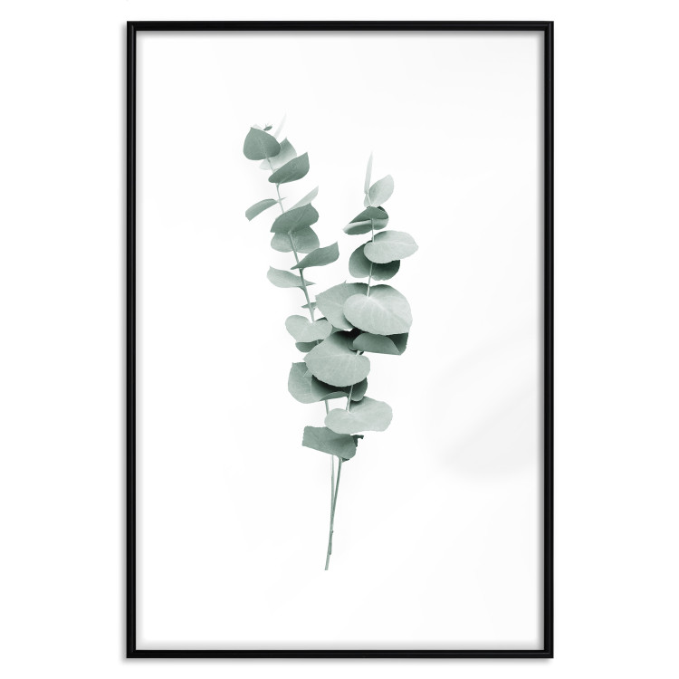 Wall Poster Eucalyptus Twigs - Minimalist Green Plant Leaves Isolated on White 146146 additionalImage 27