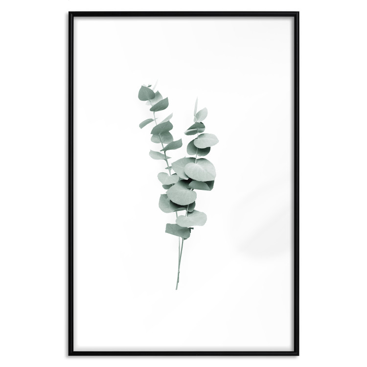 Wall Poster Eucalyptus Twigs - Minimalist Green Plant Leaves Isolated on White 146146 additionalImage 19