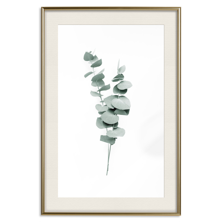 Wall Poster Eucalyptus Twigs - Minimalist Green Plant Leaves Isolated on White 146146 additionalImage 25