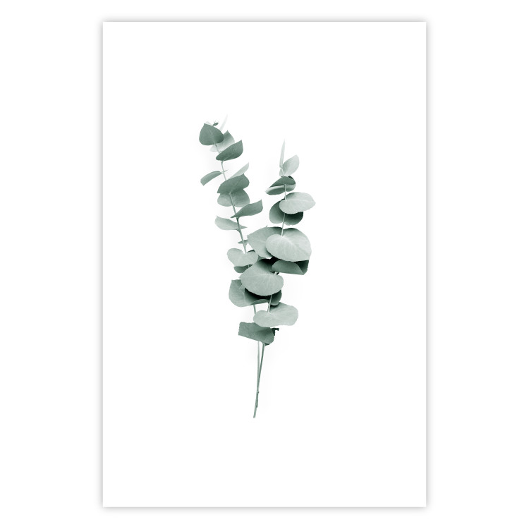 Wall Poster Eucalyptus Twigs - Minimalist Green Plant Leaves Isolated on White 146146 additionalImage 24