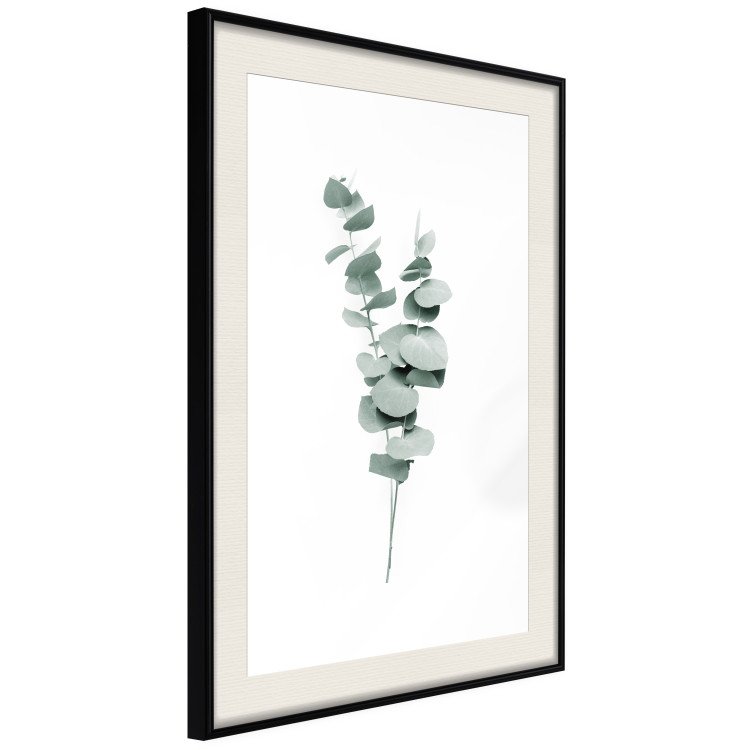 Wall Poster Eucalyptus Twigs - Minimalist Green Plant Leaves Isolated on White 146146 additionalImage 9
