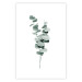 Wall Poster Eucalyptus Twigs - Minimalist Green Plant Leaves Isolated on White 146146